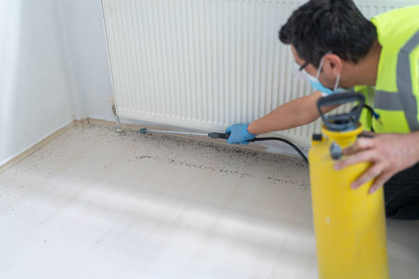 Best Termite Control Services  in Brinckerhoff, NY