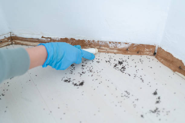 Flea Control Services in Brinckerhoff, NY